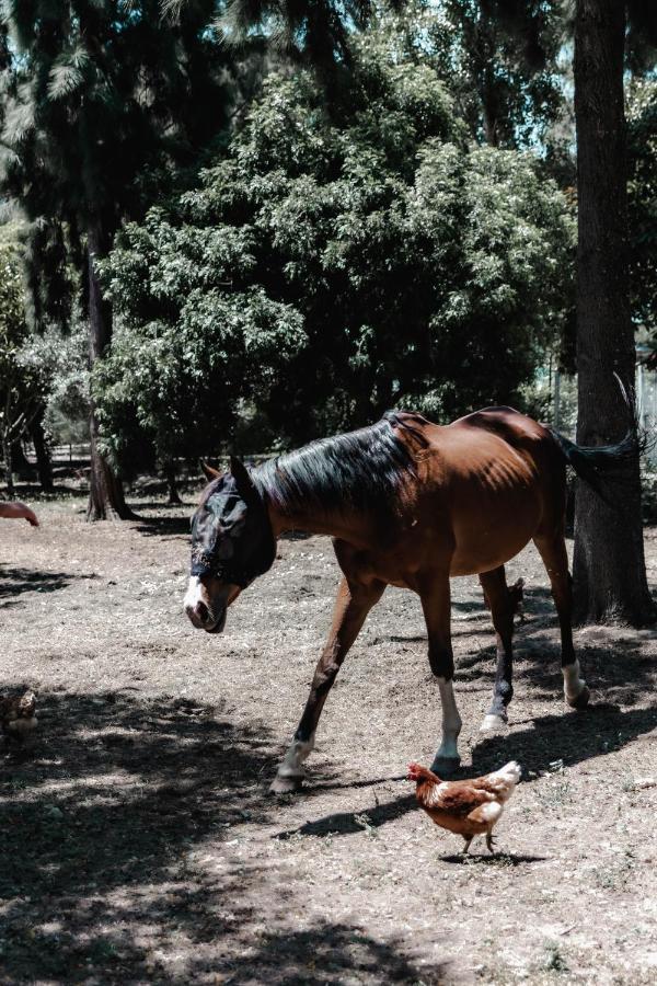 Quinta Do Cerrado Setubal Pensionat Exteriör bild